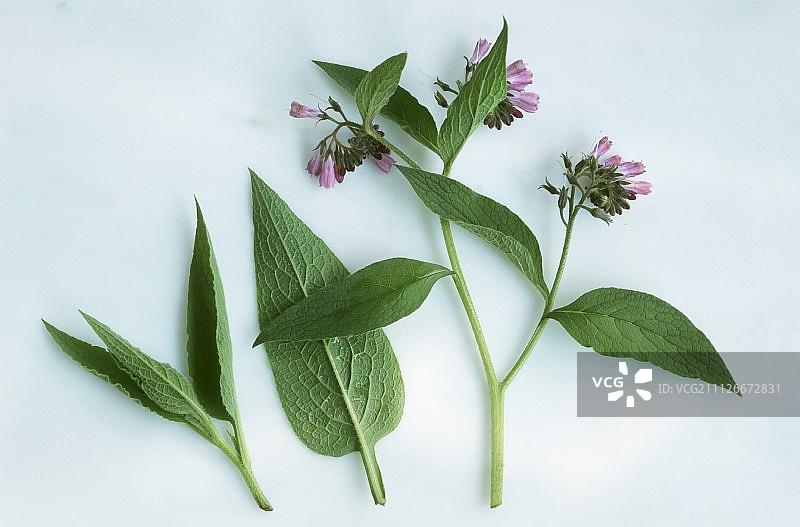 聚合草（Symphytum officinale）的叶子和花朵图片素材