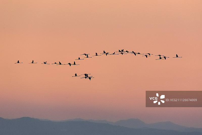 火烈鸟与山丘图片素材