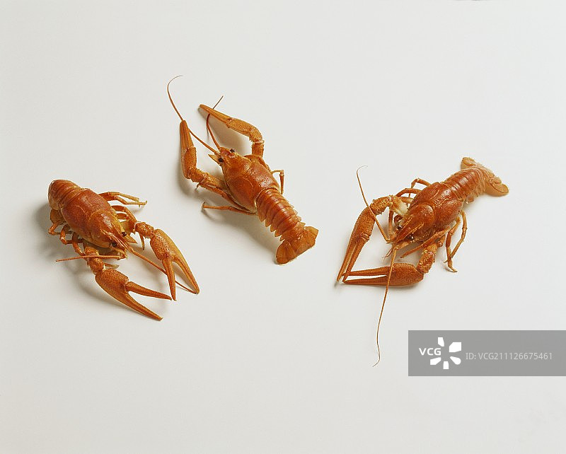 白色背景上的三个煮熟的淡水小龙虾图片素材