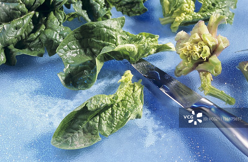 去除洗净的菠菜的梗图片素材