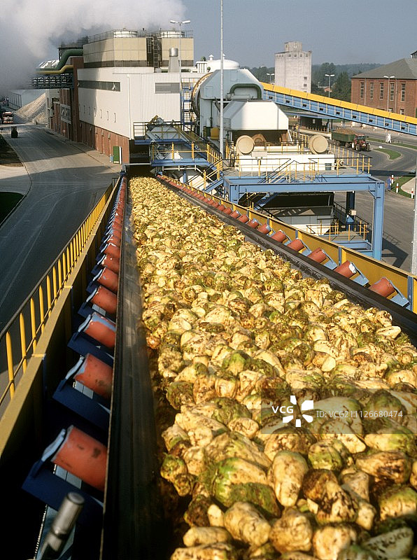 甜菜在传送带上运往制糖厂图片素材