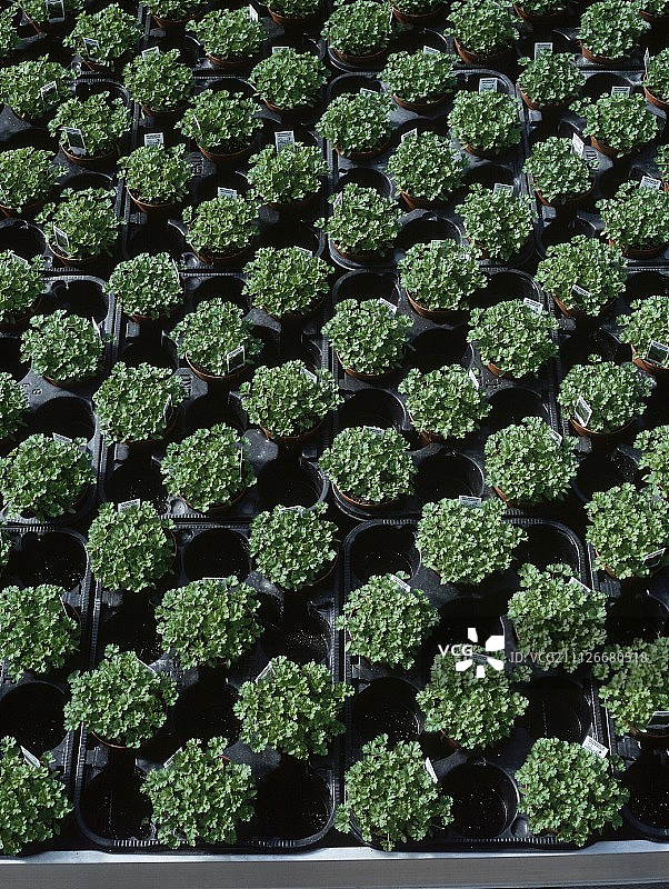 温室盆栽欧芹图片素材
