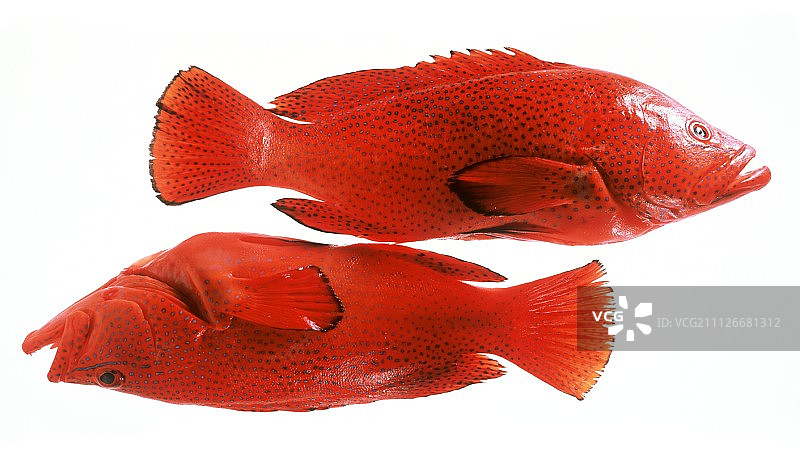 两条海鲈鱼图片素材