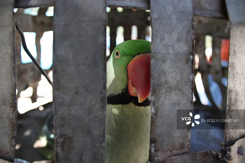 谢尔盖·雅科夫列夫摄影作品图片素材