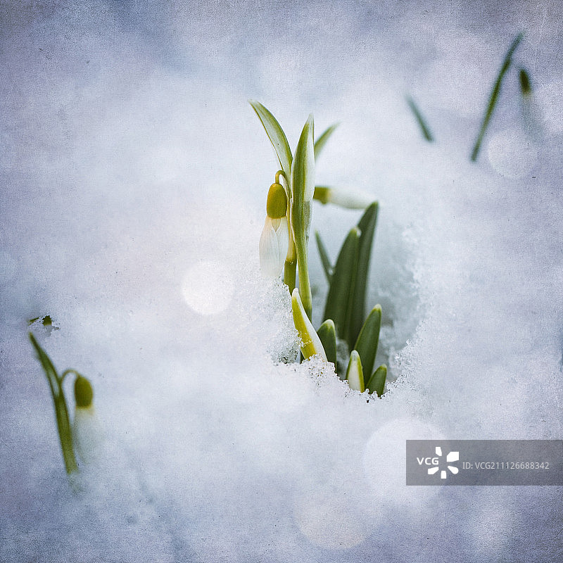 雪花莲图片素材
