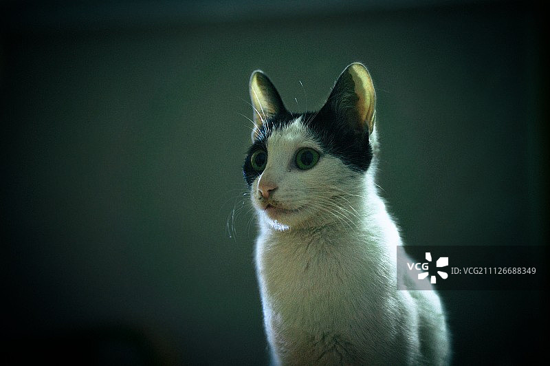 雏菊之夜图片素材