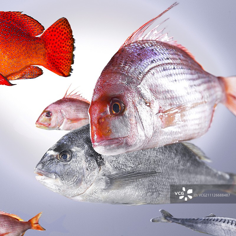 水族箱中的海鲷图片素材