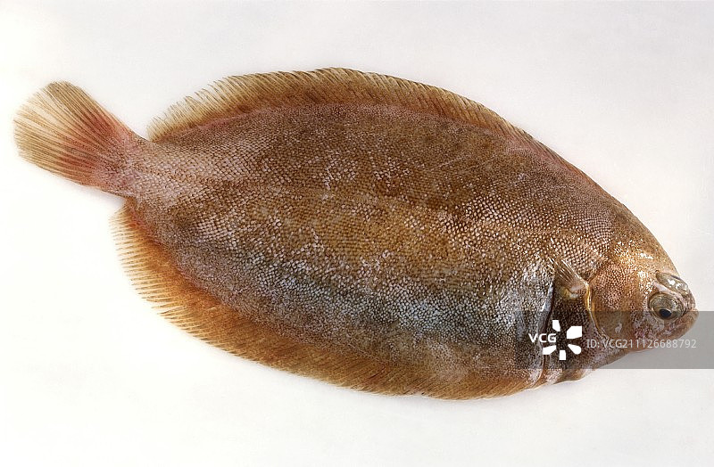 新鲜的柠檬比目鱼图片素材