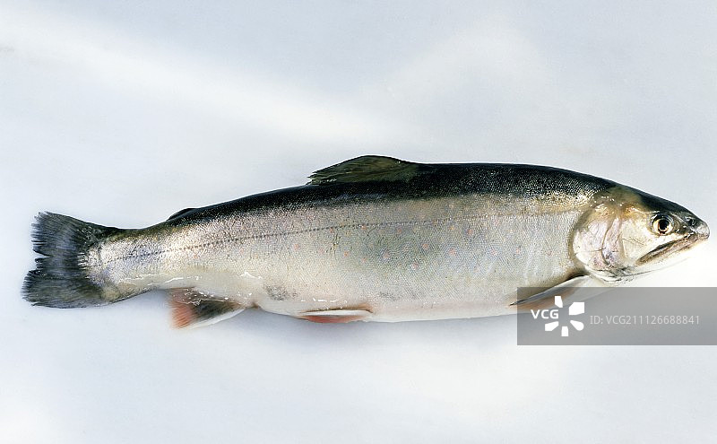 新鲜溪鳟图片素材