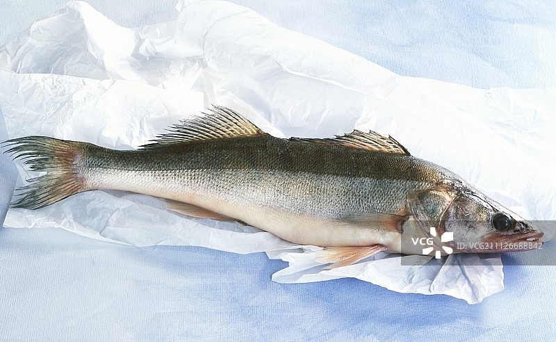 纸上的新鲜梭鲈图片素材
