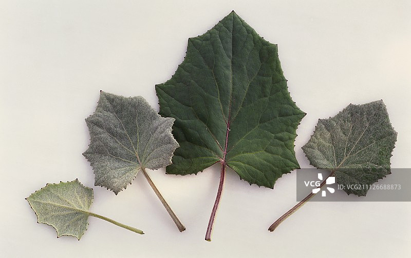 款冬叶子图片素材