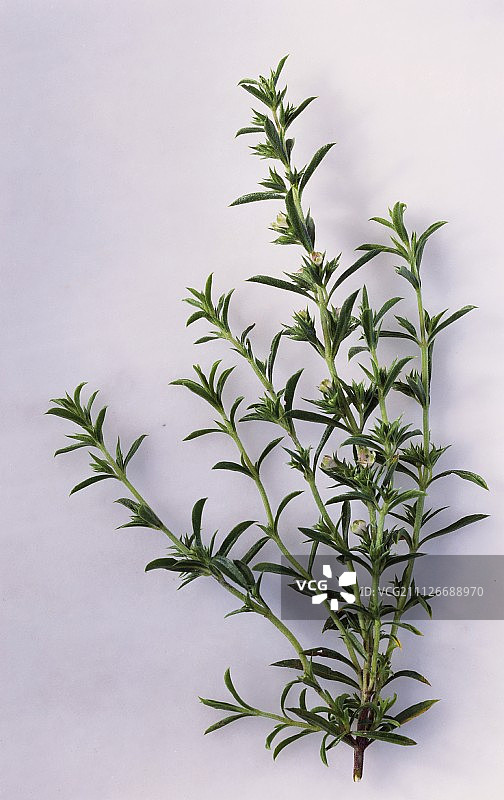 新鲜的夏季香薄荷图片素材