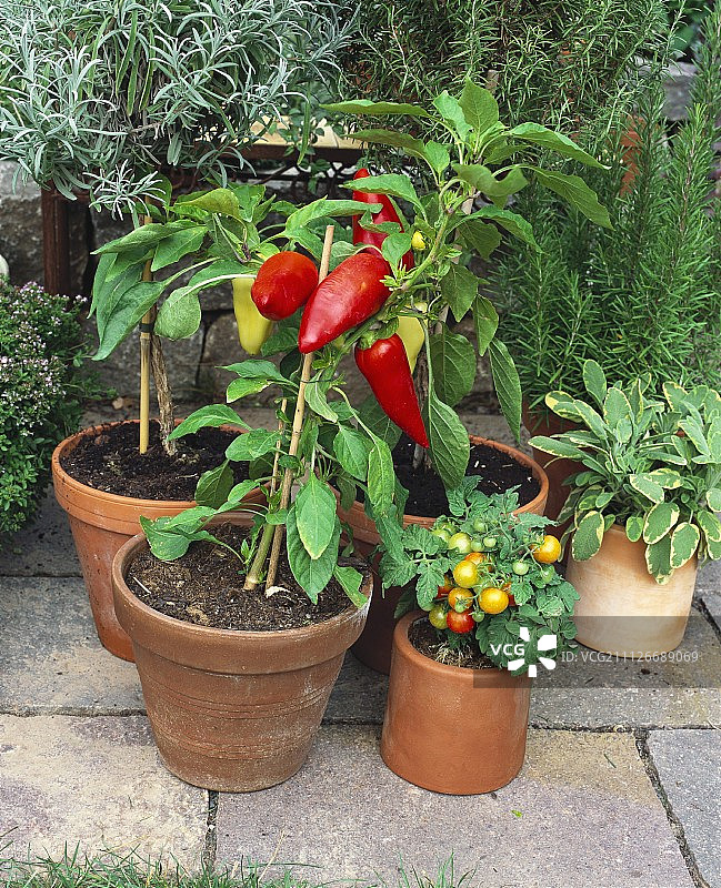 盆栽胡椒和番茄植物图片素材