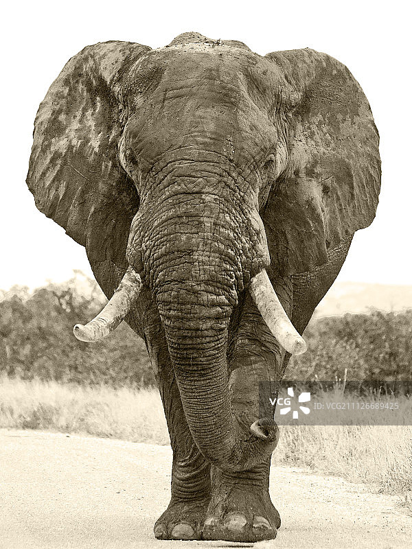 尘土飞扬的道路上的非洲象图片素材