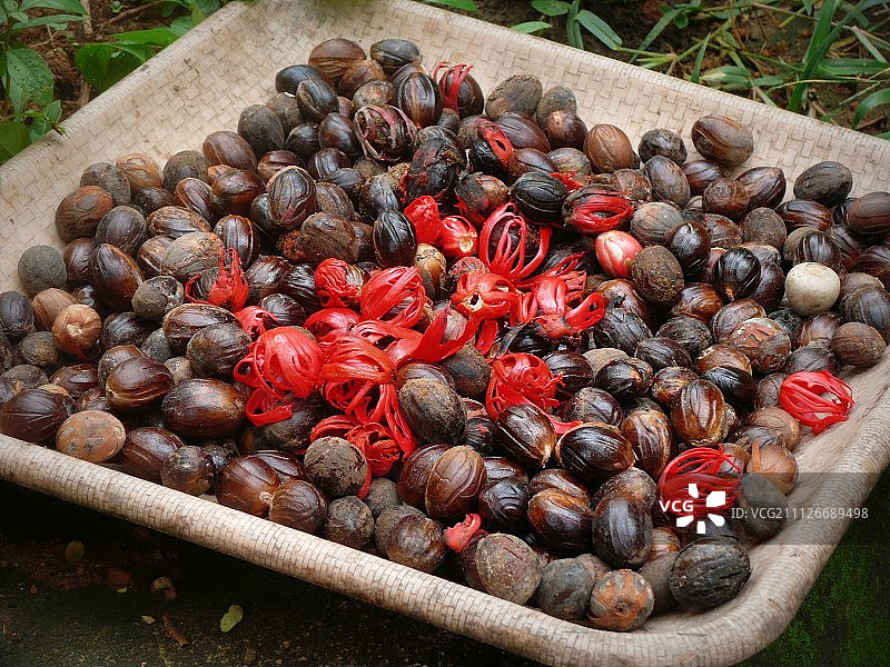 爪哇豆蔻图片素材