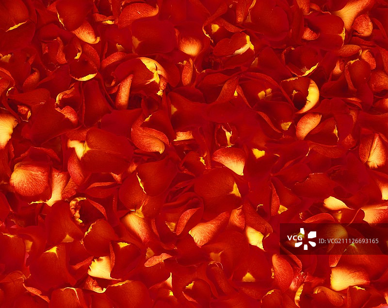 铺满画面的红色玫瑰花瓣图片素材