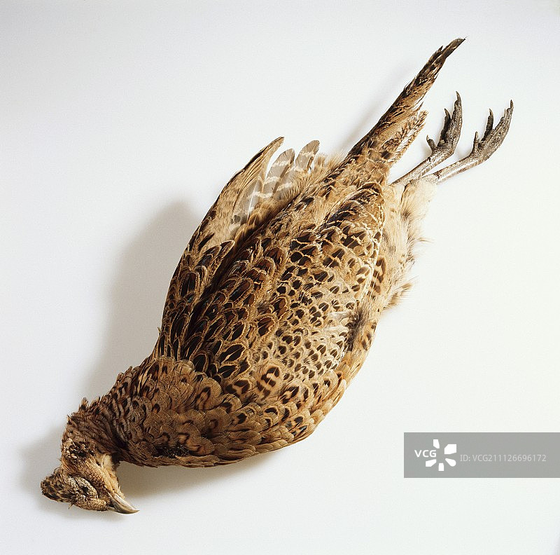 带羽毛的野鸡图片素材