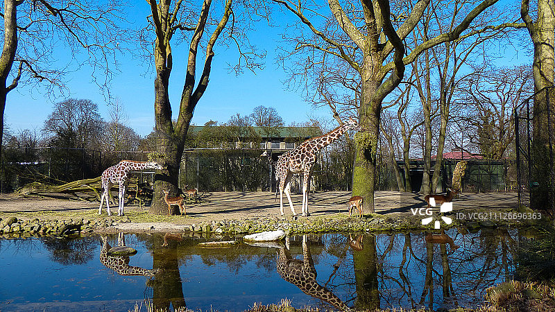 哈根贝克斯动物园的长颈鹿图片素材