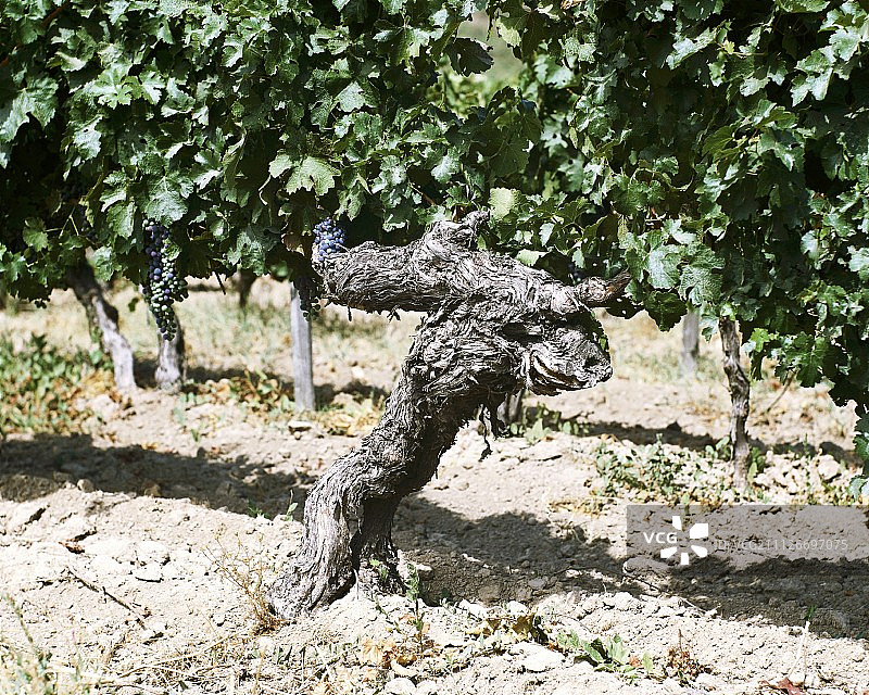 老梅洛葡萄藤图片素材