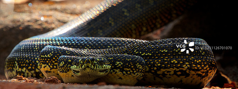 4米长的地毯蟒图片素材