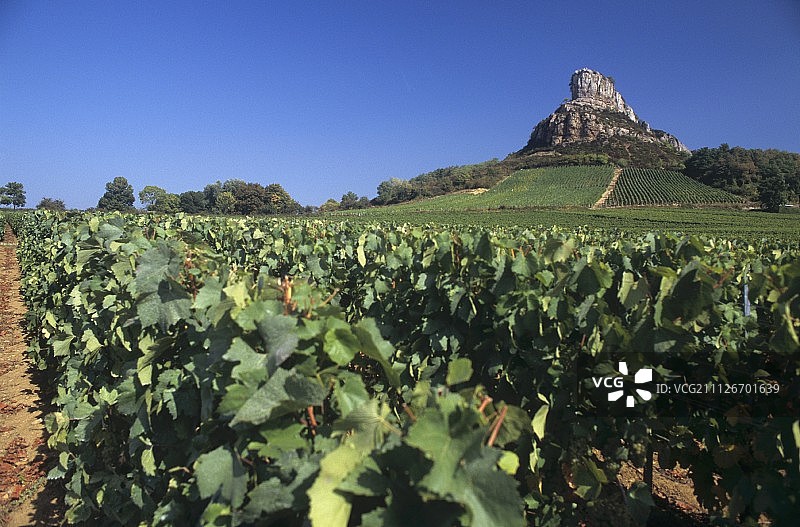 索吕特岩石，位于勃艮第马孔内地区普伊-富伊赛图片素材