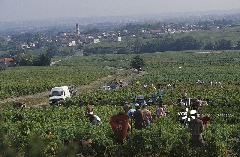 法国勃艮第穆兰阿旺采摘葡萄图片素材