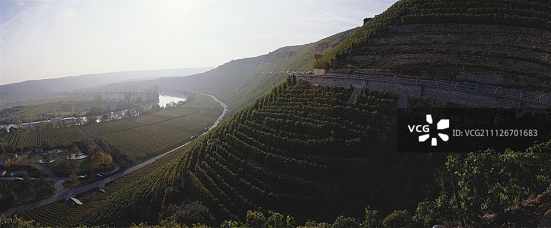 德国符腾堡州蒙德尔斯海姆附近的葡萄园图片素材