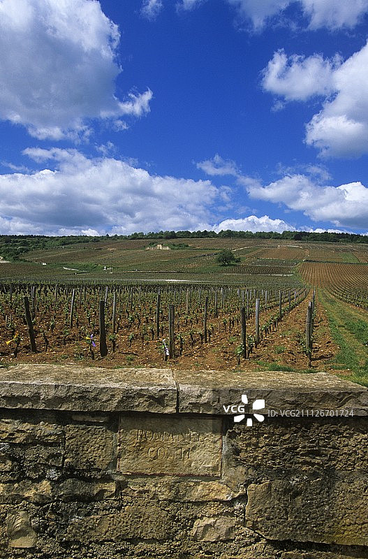 法国勃艮第沃斯-罗曼尼的罗曼尼·康帝葡萄园图片素材