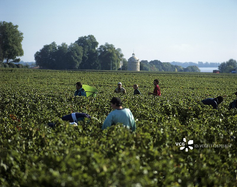 采摘葡萄，拉图酒庄，波亚克，波尔多，法国图片素材