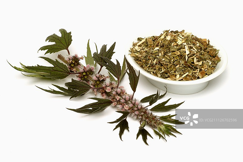 新鲜和干燥的益母草图片素材