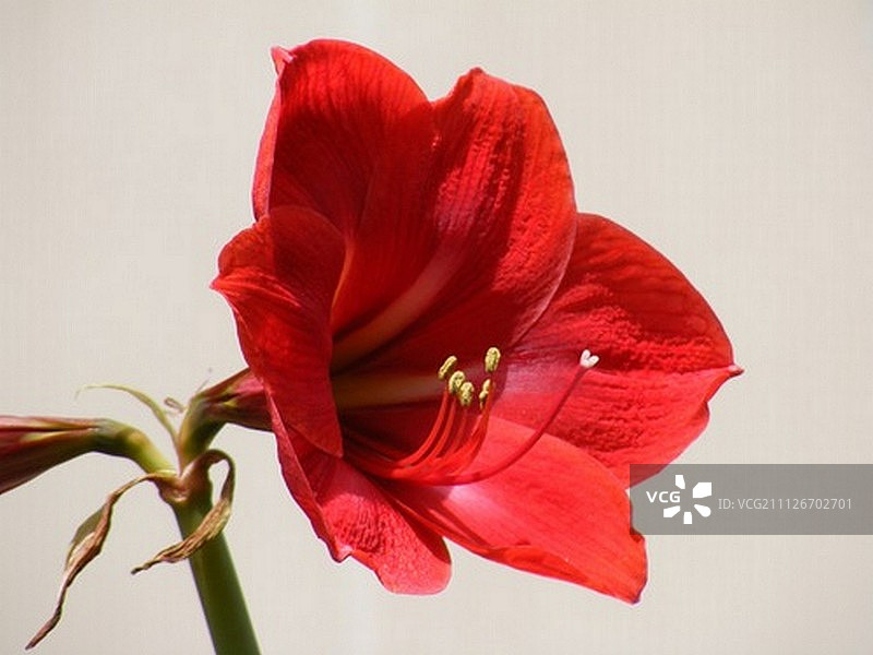 孤挺花1图片素材