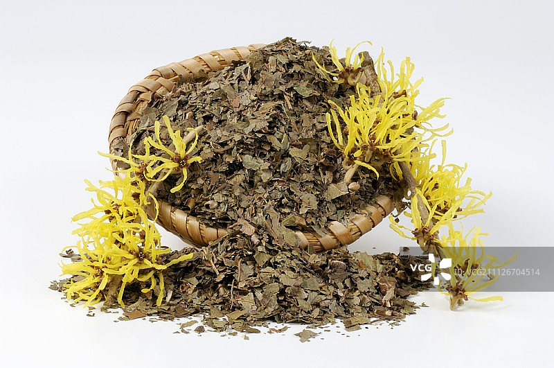 金缕梅图片素材