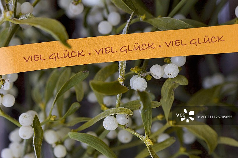 带好运丝带的槲寄生图片素材