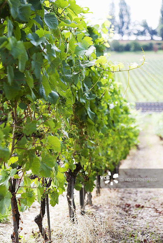 瑞士日内瓦湖的葡萄园图片素材