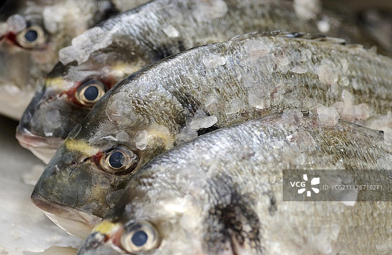 碎冰上的金头鲷图片素材