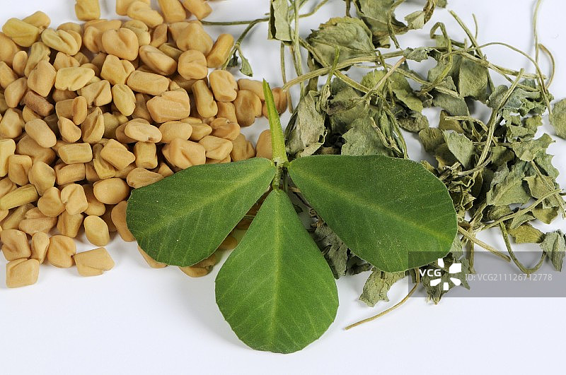 胡芦巴（种子、鲜叶和干叶）图片素材