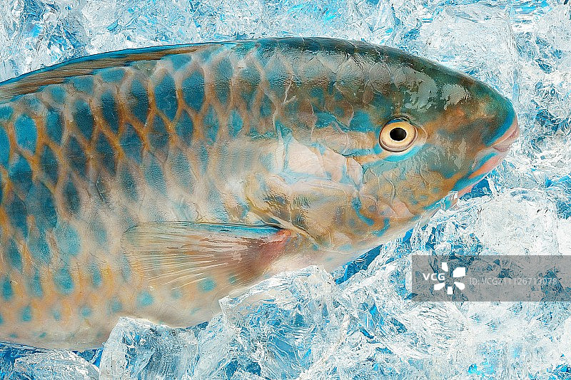 冰上的鹦鹉鱼图片素材