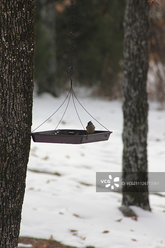 红雀小姐 1图片素材