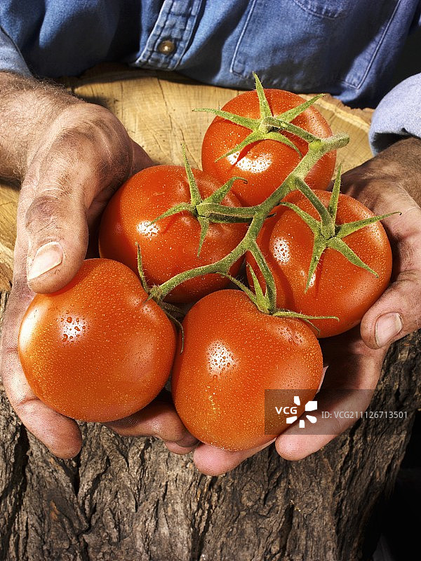 双手捧着五个番茄的男人图片素材