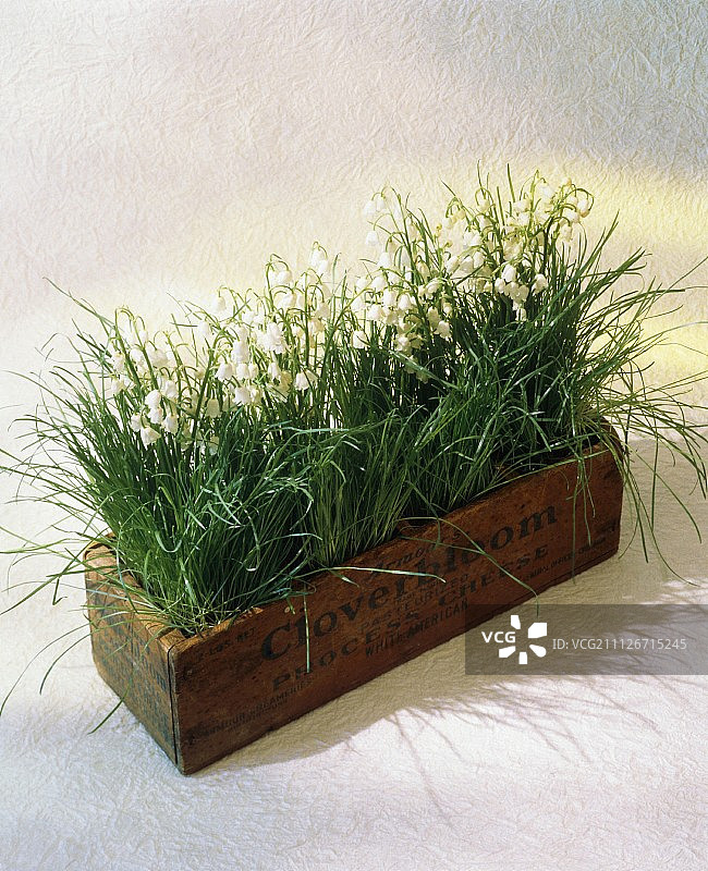 种植箱中的铃兰图片素材