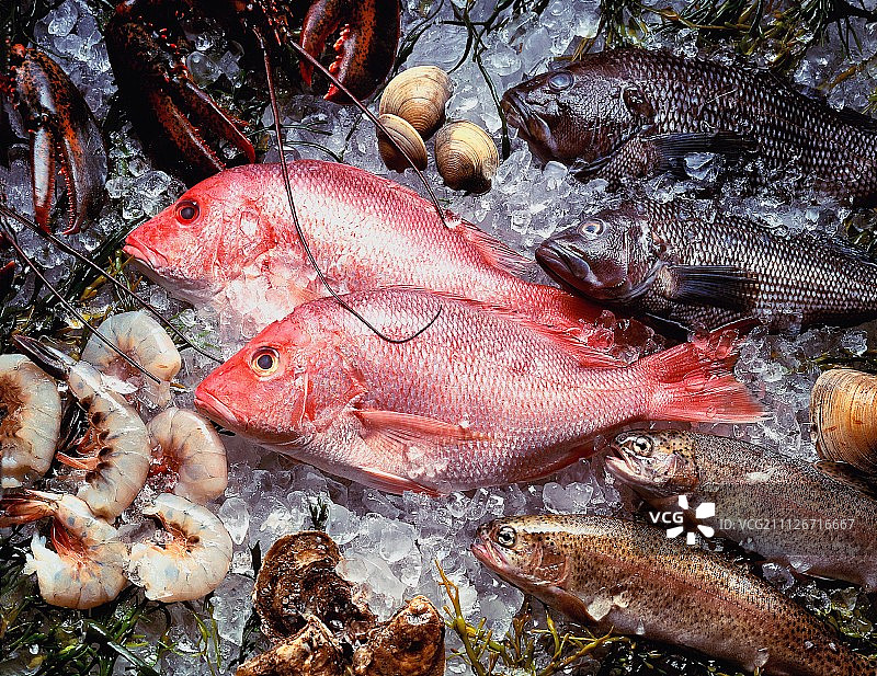 冰镇什锦海鲜图片素材
