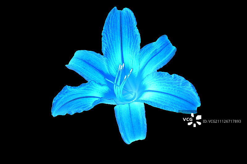 蓝色百合图片素材