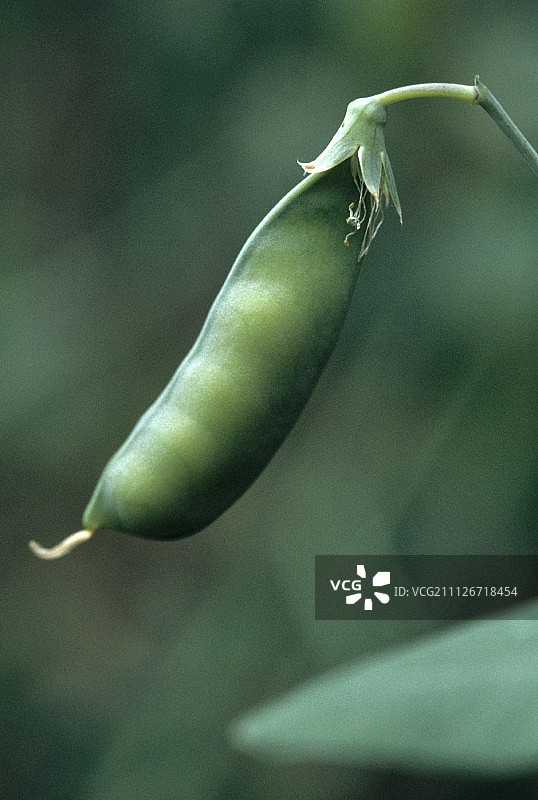 藤蔓上生长的豌豆荚图片素材