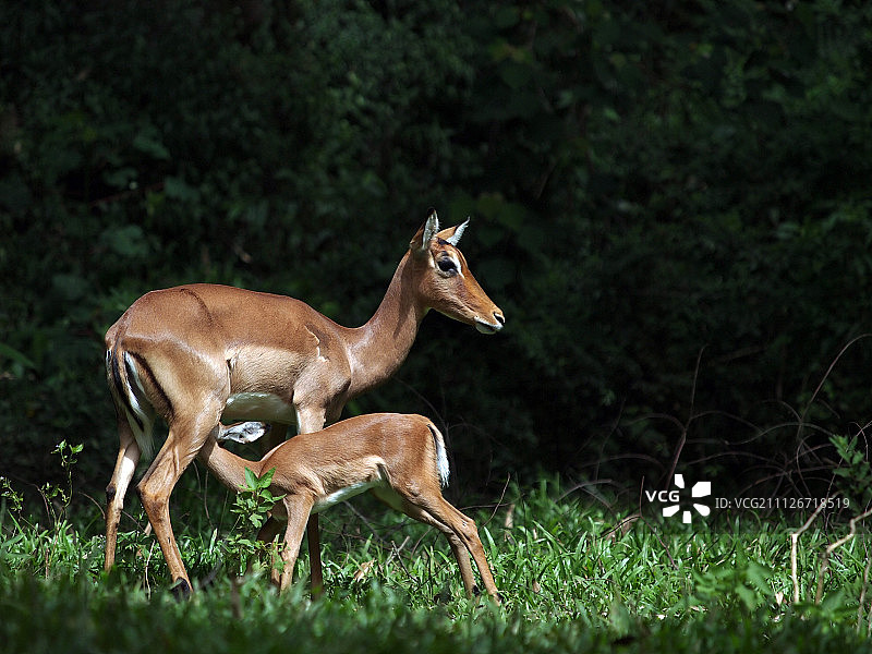 母乳喂养图片素材