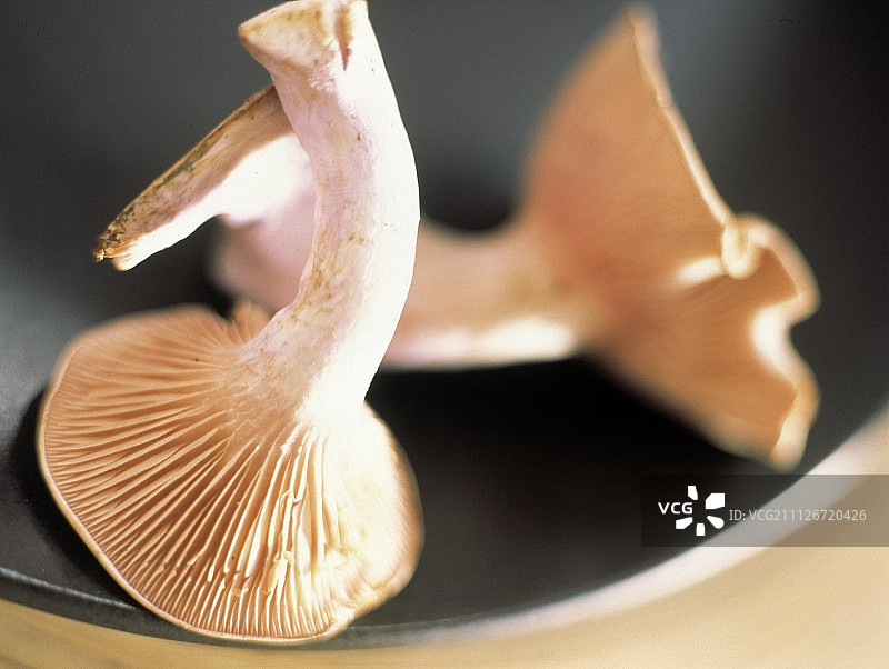 鸡油菌图片素材