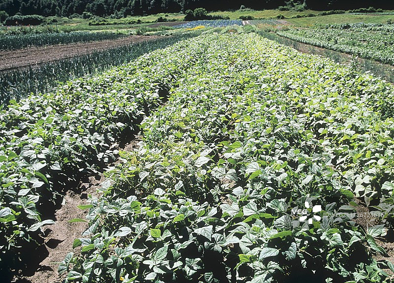 一片有机青豆田图片素材