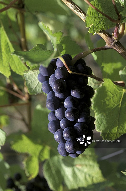 藤蔓上的红葡萄图片素材