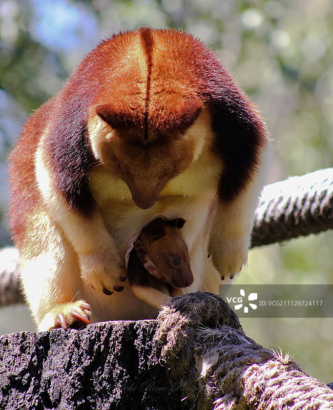 树袋鼠和幼崽图片素材