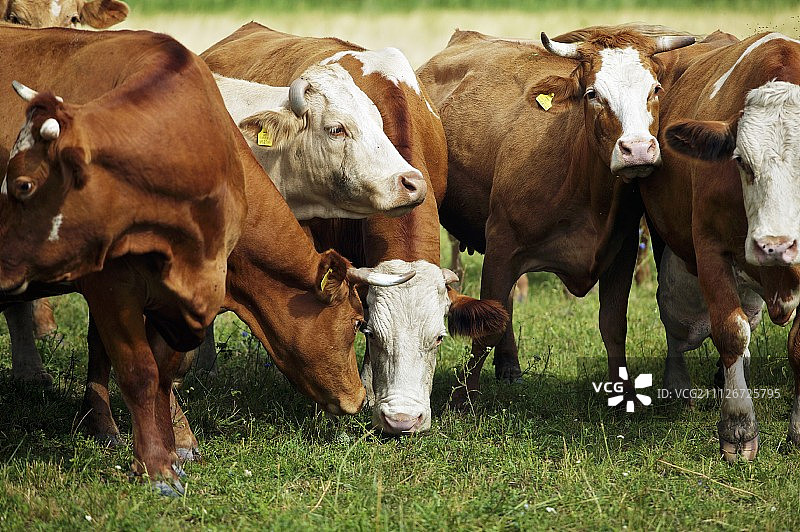 奥地利诺伊锡德尔湖-塞温克尔国家公园草地上的杂花牛图片素材