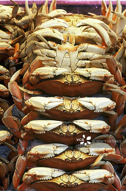 珍宝蟹图片素材